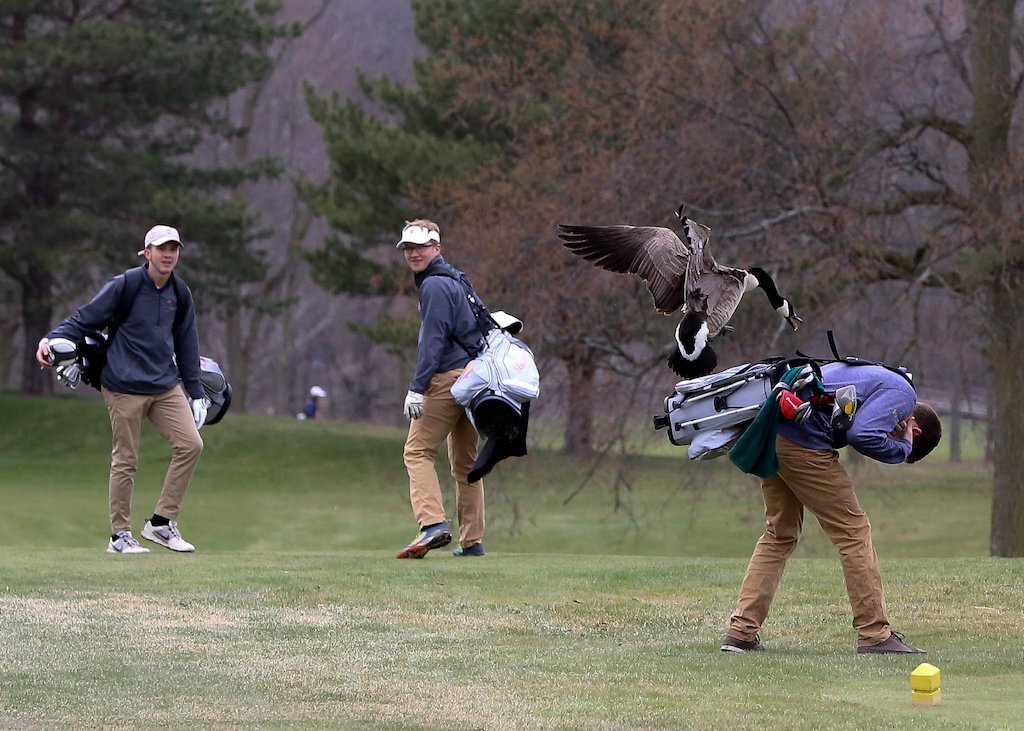 Goose attack teen