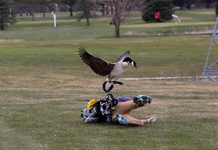 Goose Hates Golf, Attacks Local Teen in Rage