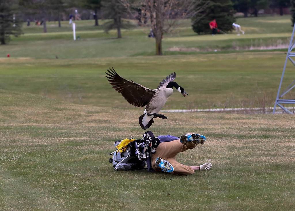 Goose attack teen