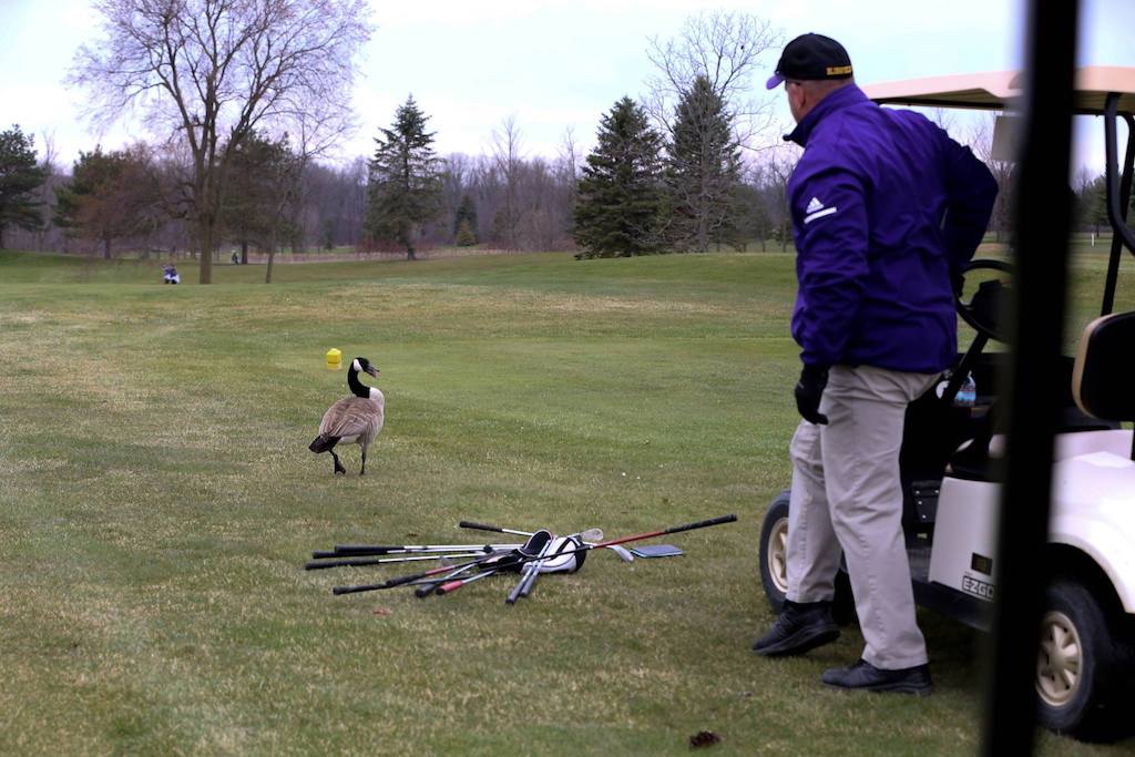 Goose attack teen