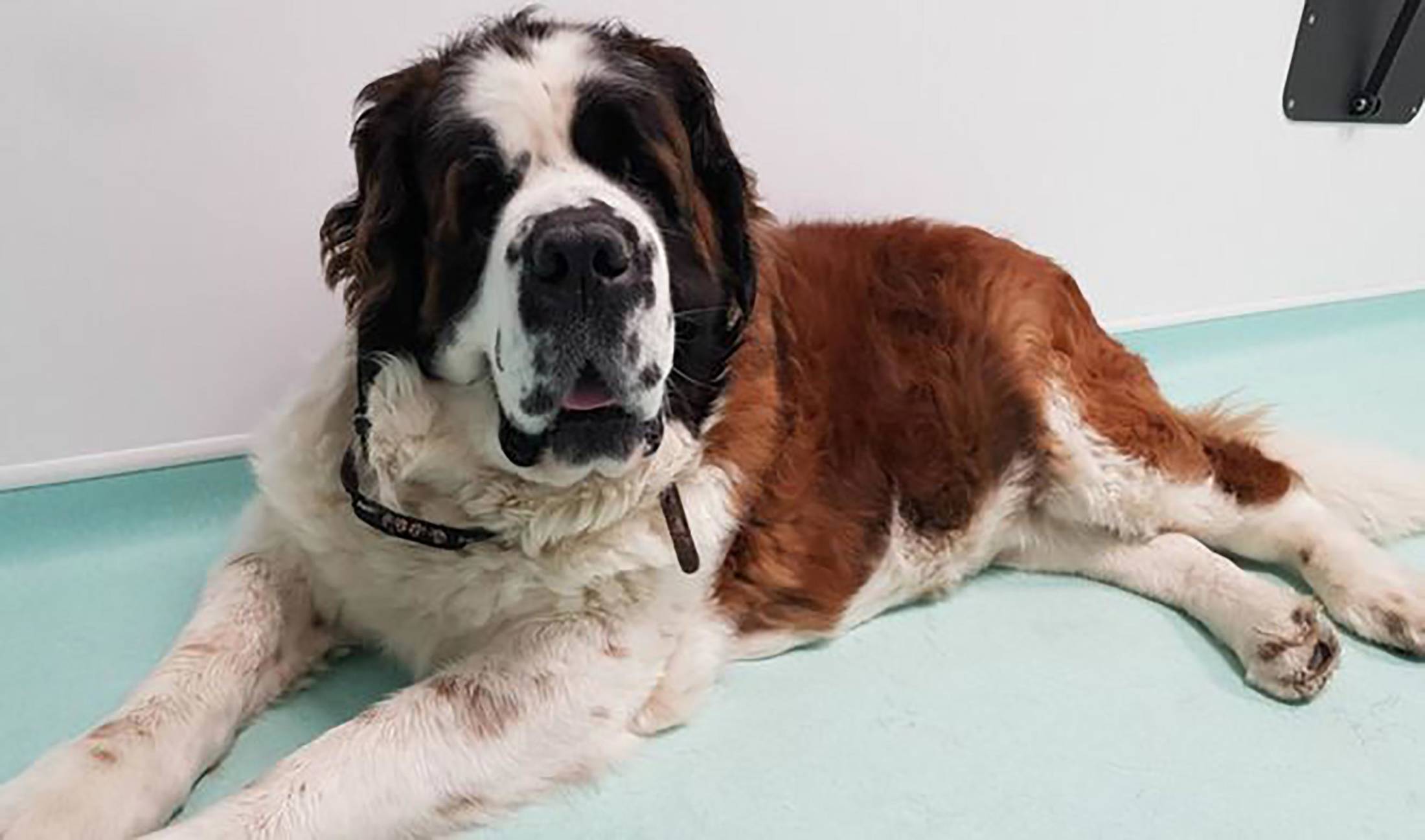 Maisy st bernard cancer