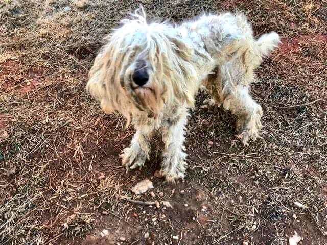 Molly rescue goldendoodle