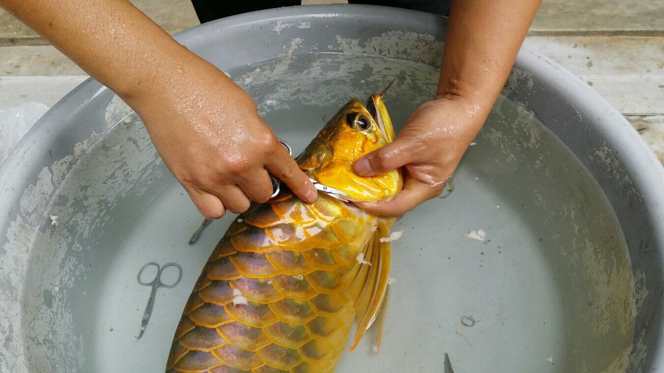 arowana plastic surgery fish