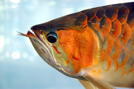 asian arowana plastic surgery