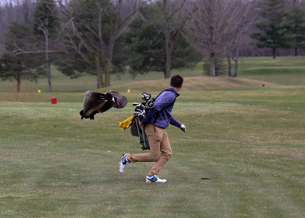 Goose attack teen