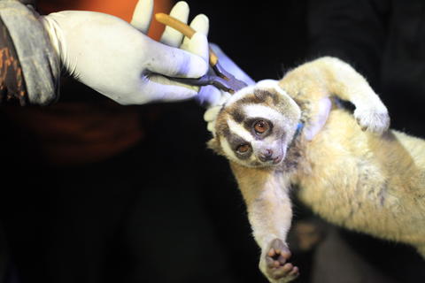 lilo jumblo slow loris