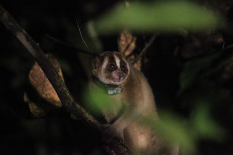Two Slow Lorises Rescued and Returned to the Wild