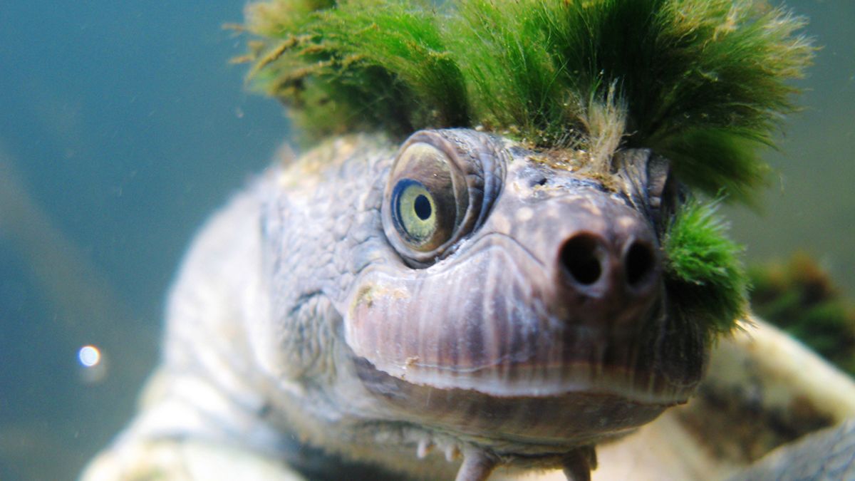 punk mary river turtle