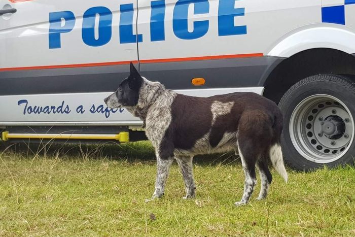 max blue heeler