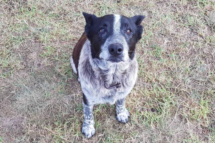 Very Good Boy Saves 3-Year-Old From Australian Wilderness