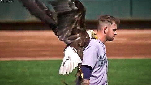 Bald Eagle Lands on Pitcher James Paxton During Major Leagues Game