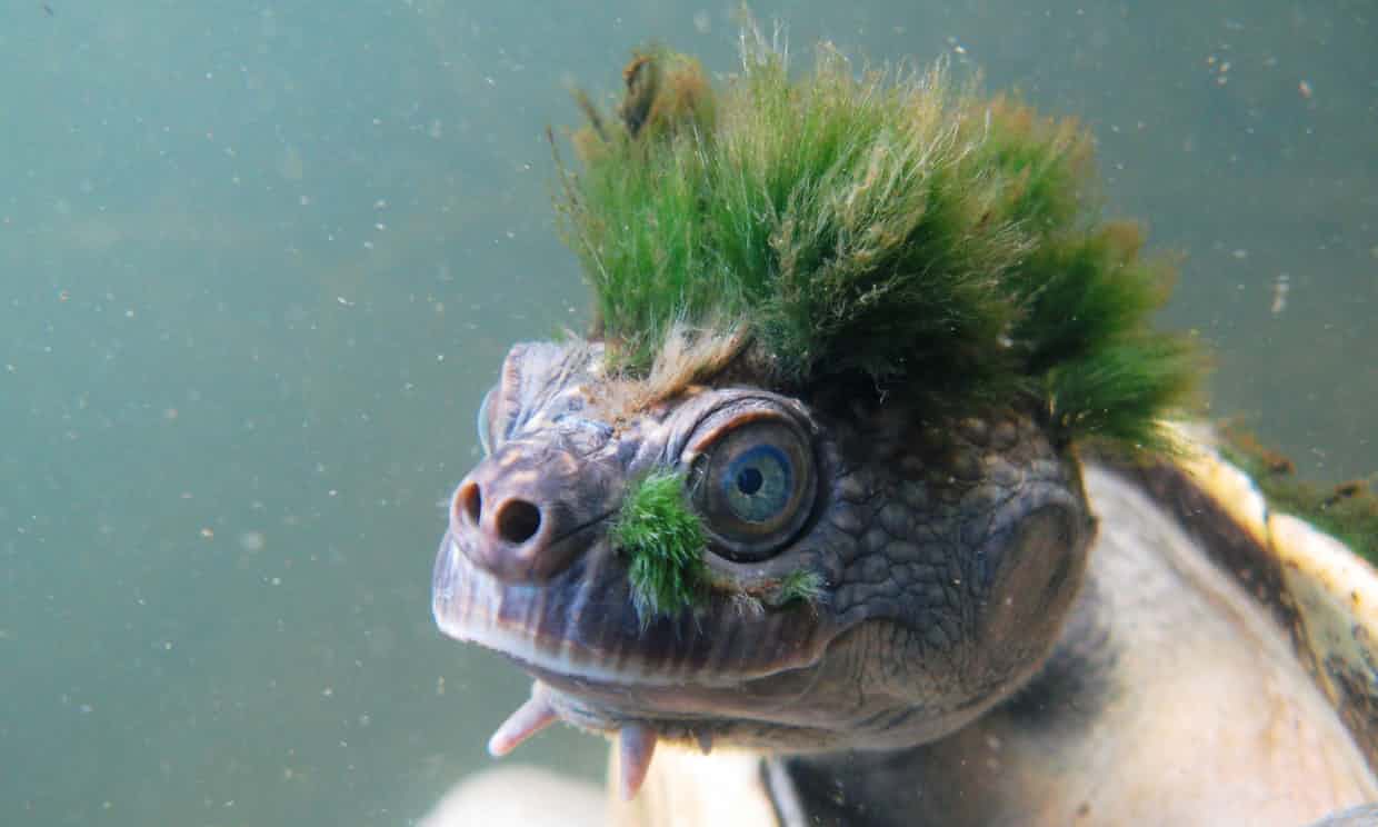 punk mary river turtle
