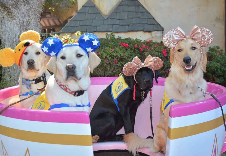 Good Boy Field Trip To Disneyland Made Happiest Place on Earth 100x Happier