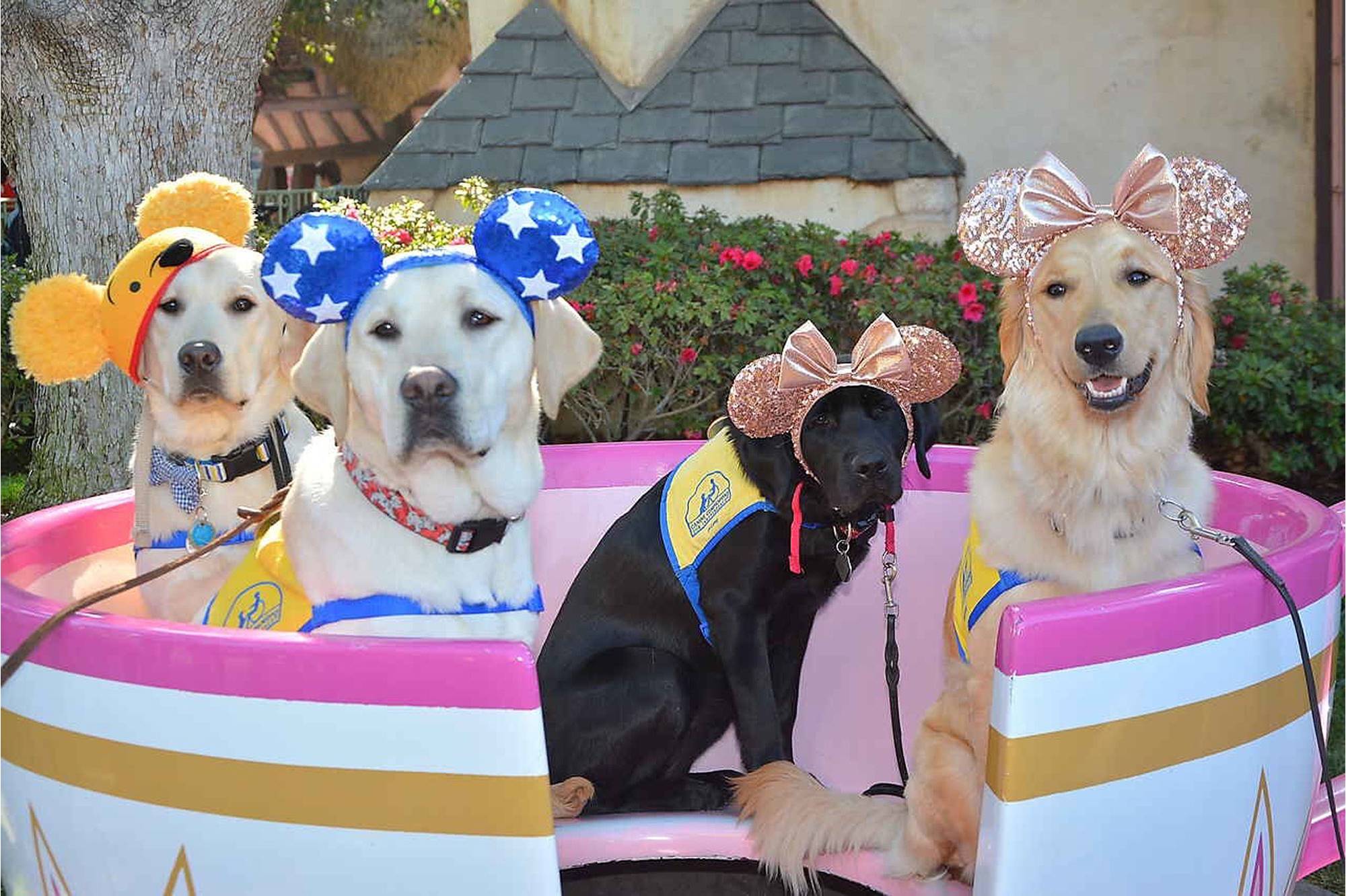 service dogs Disneyland