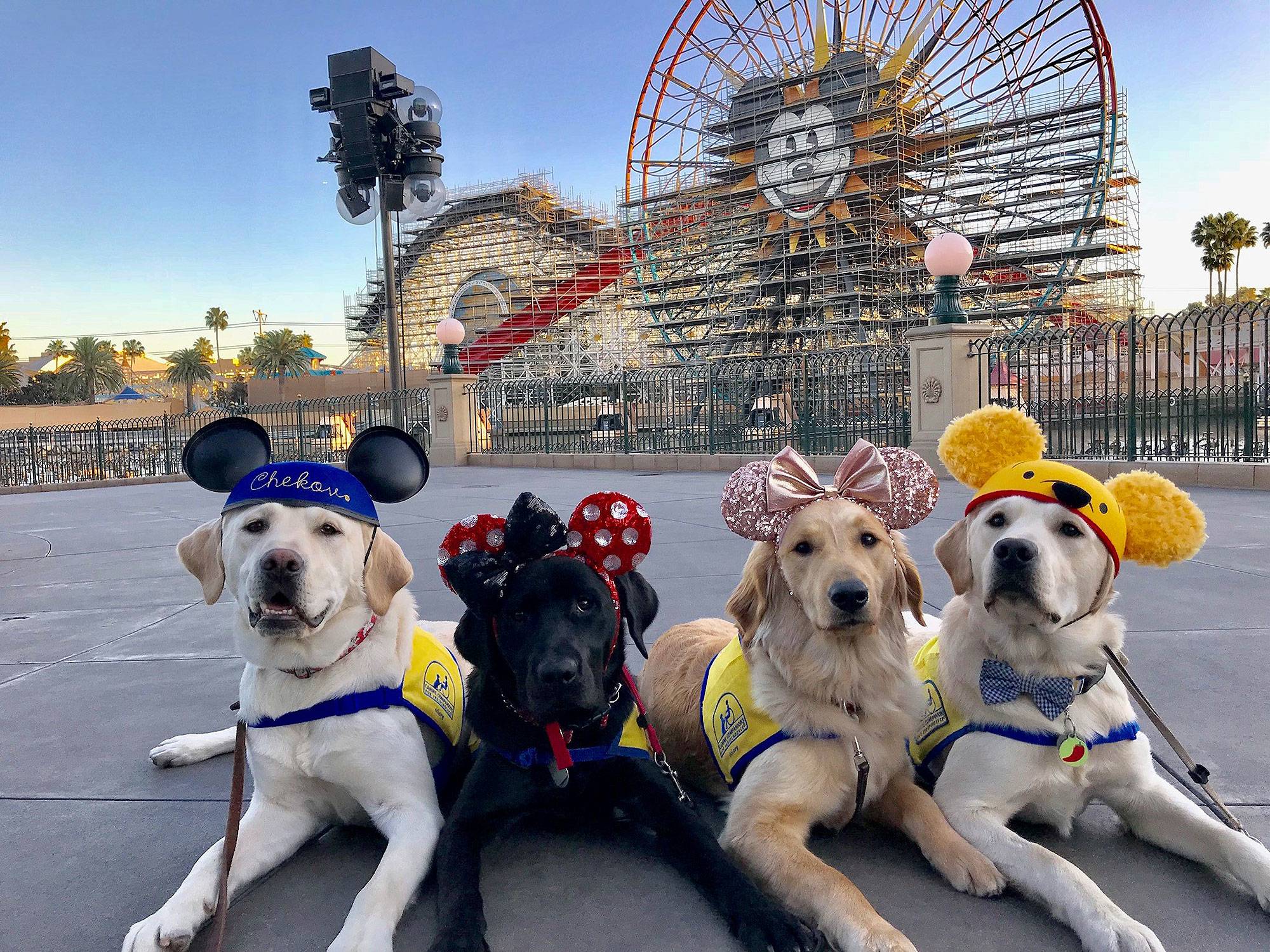 service dogs Disneyland