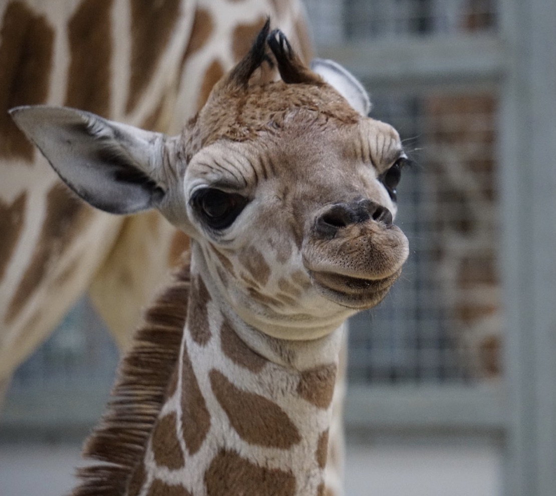 thabisa escaped giraffe zoo