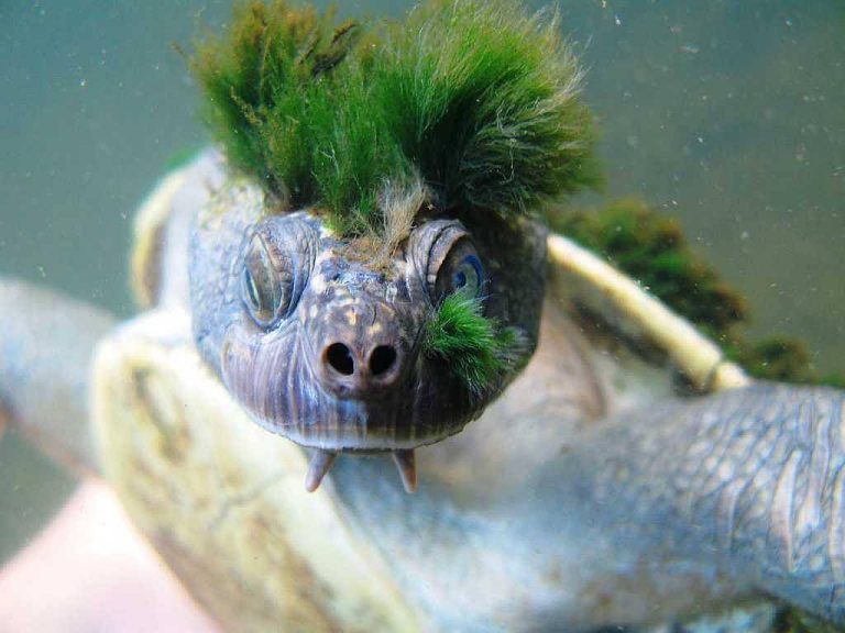 Green Haired Turtle Breathes Through His Junk & Is More Punk Than You ...