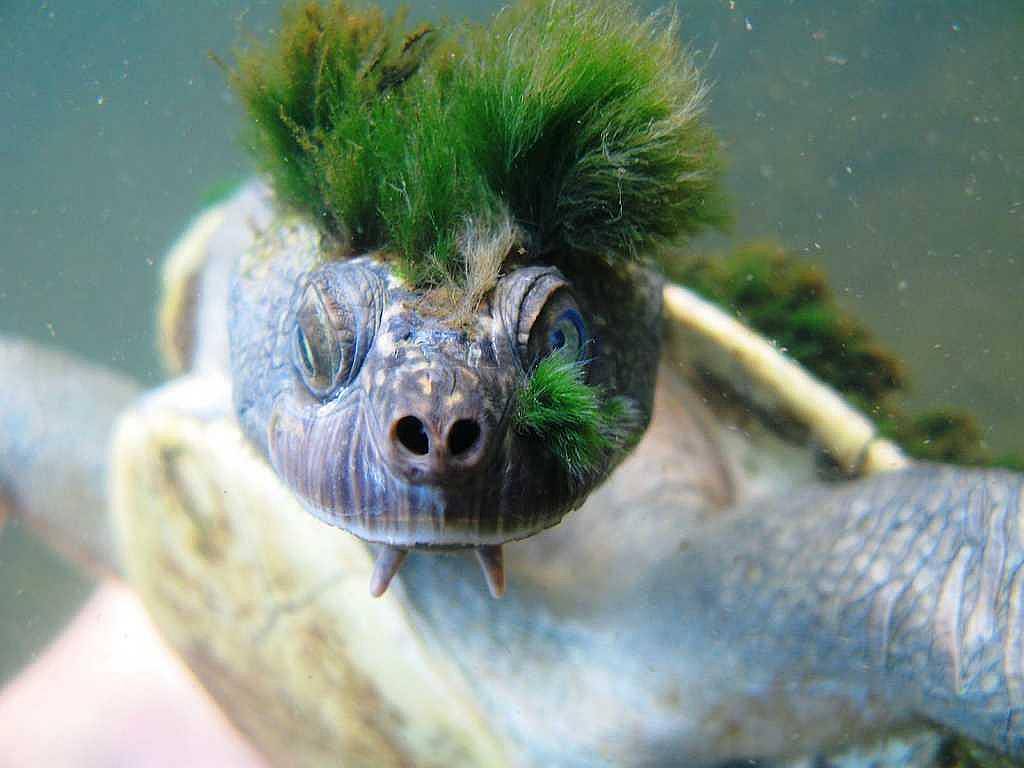 punk mary river turtle