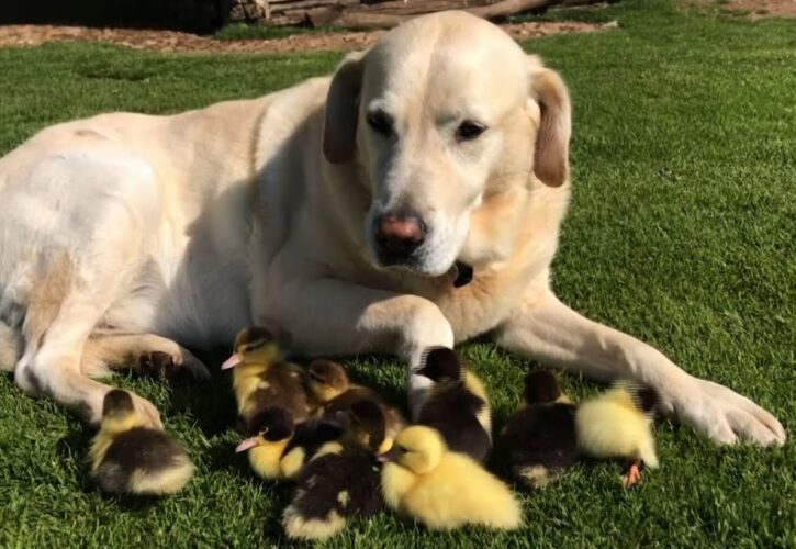 Dog Adopts Nine Duckling Orphans