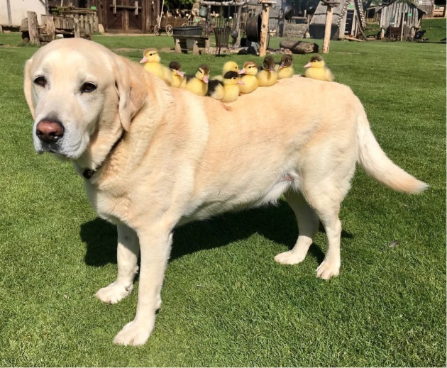 Fred labrador nine ducklings