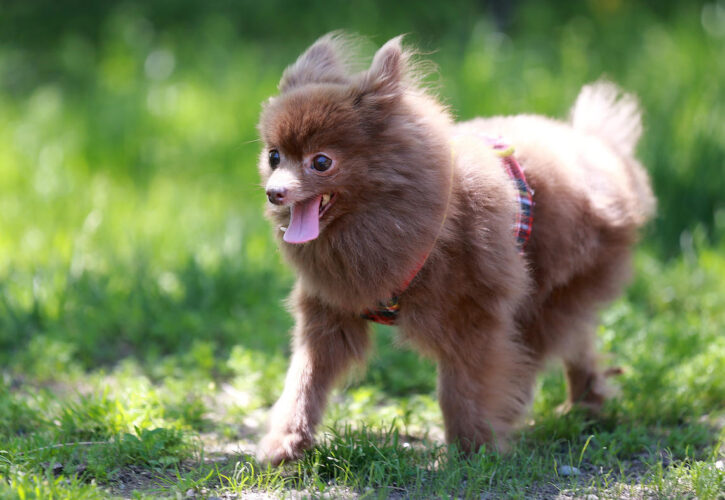 Rescued Pomeranian Found Abandoned & Zipped Into a Backpack, Barely Survives