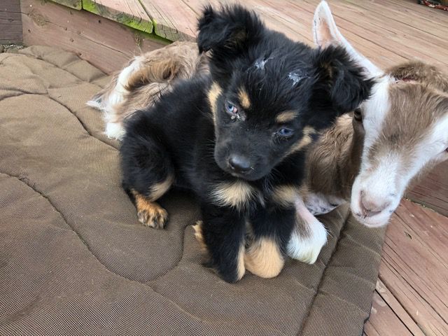 This Two-Legged Pups Bestie is a Three-Legged Goat at Snooty Giggles Dog Rescue