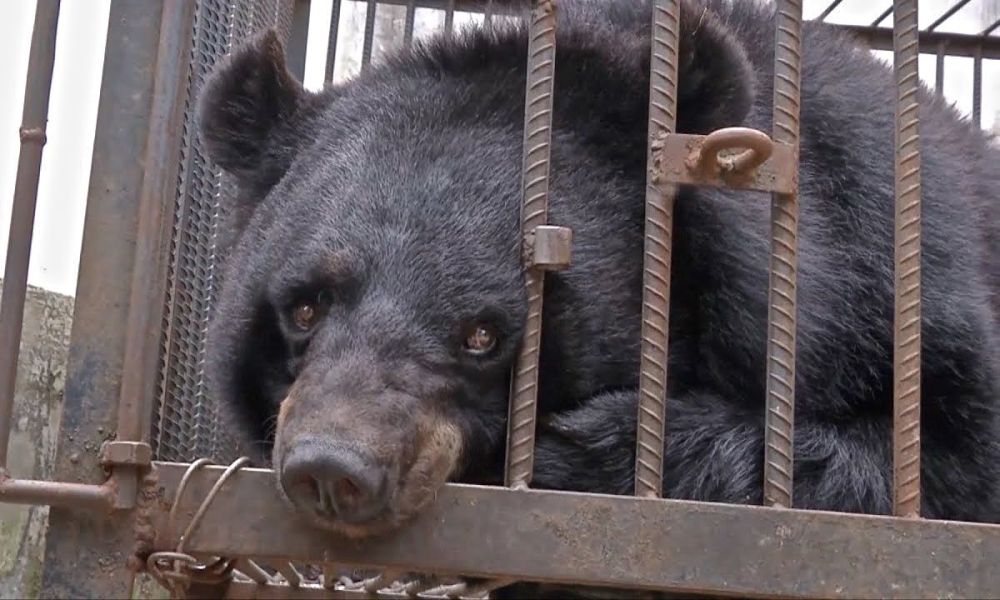 asiatic black bear as pet dog