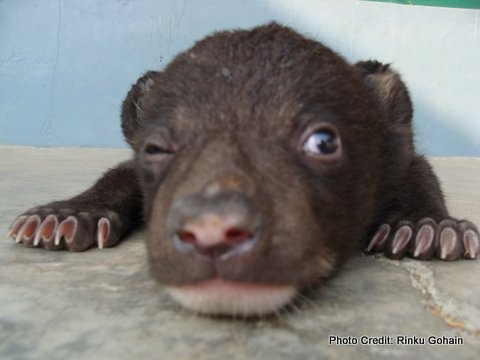 asiatic black bear as pet dog