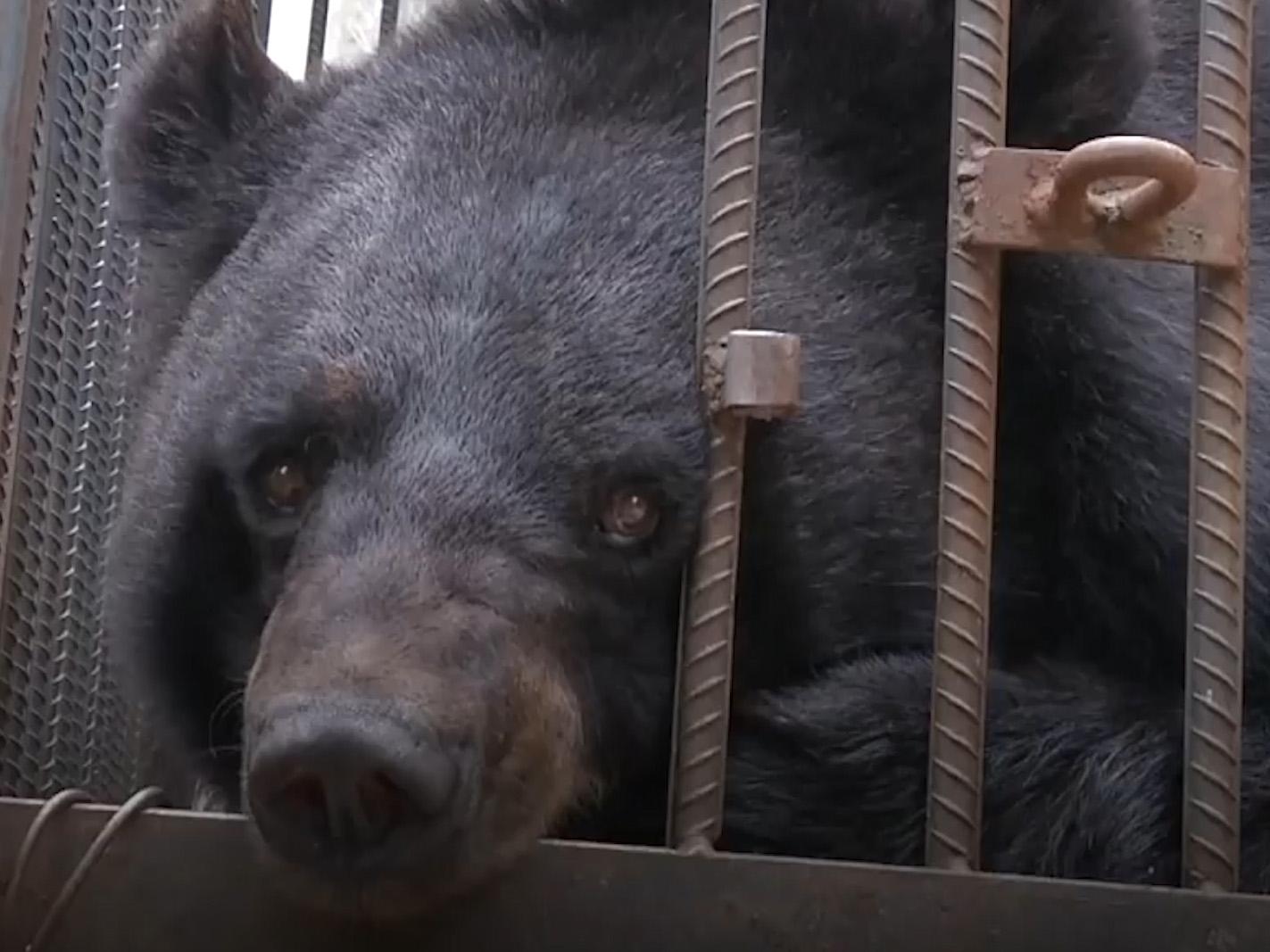 black bear as pet dog