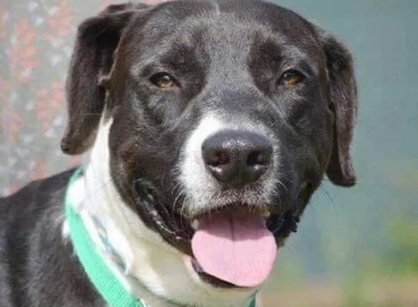Hero Dog Saves Family From House Fire - Celebrity Pets