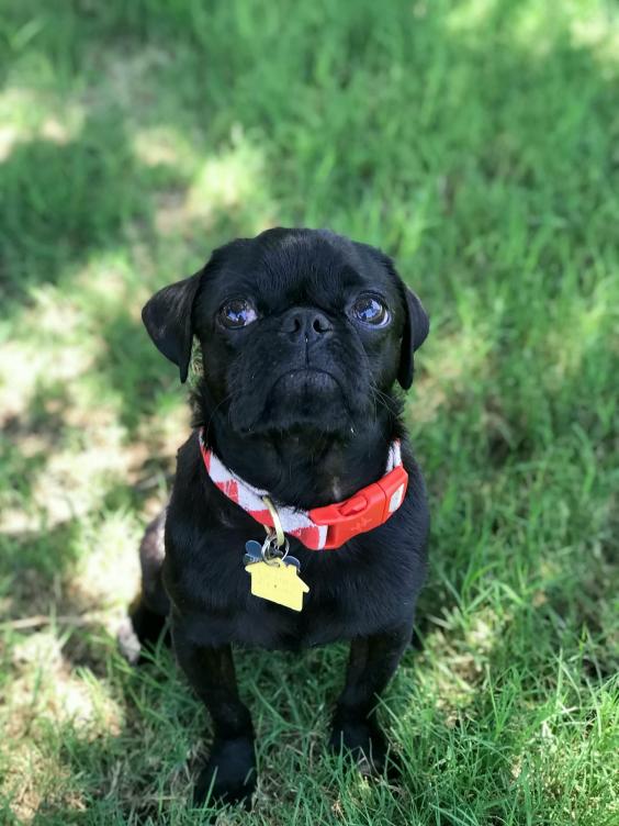 dex rescue pug