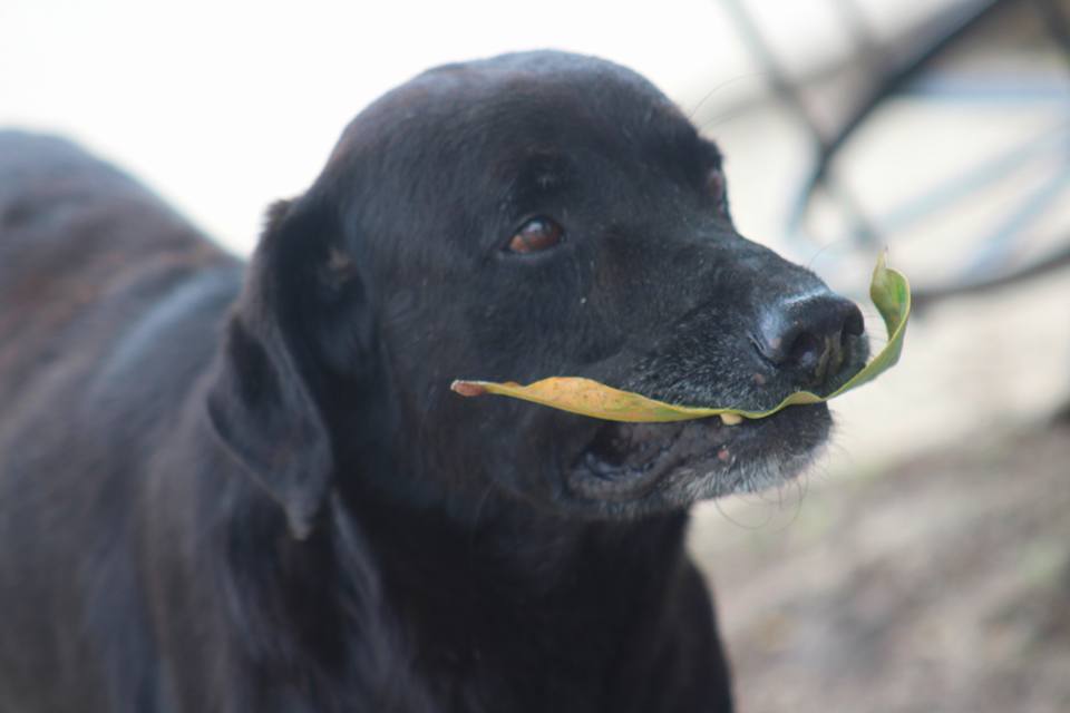 dog leaf pays treats