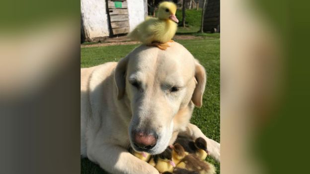 Fred labrador adopts nine ducklings
