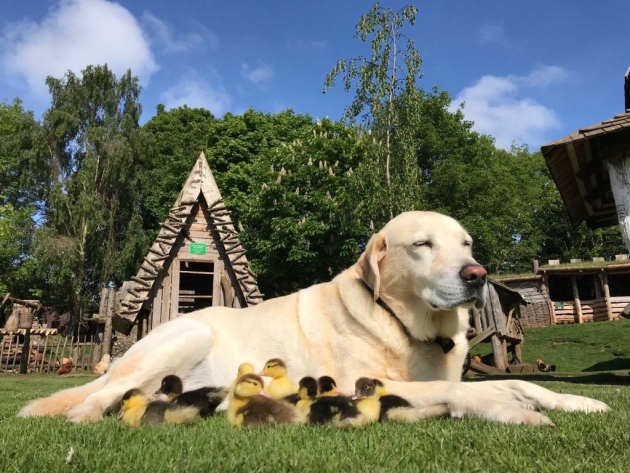 Fred labrador adopts nine ducklings