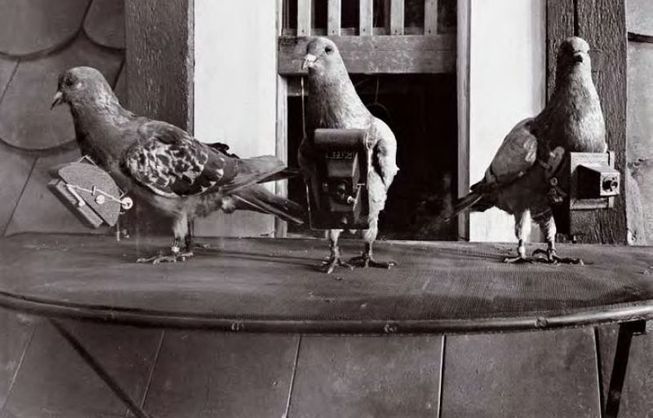 Worlds First Drone Was Actually A Pigeon