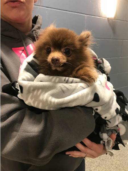 jan pomeranian backpack