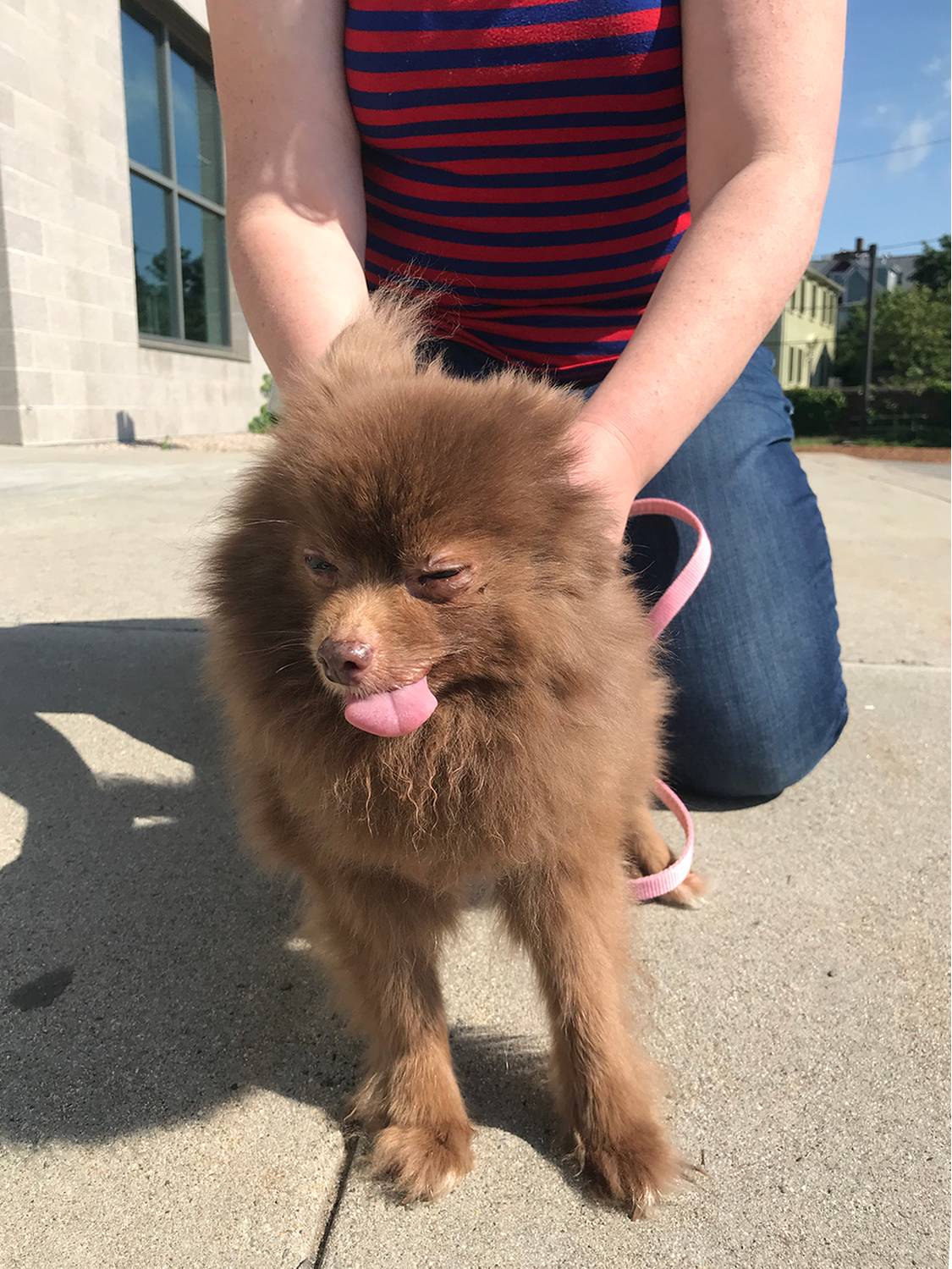 jan pomeranian backpack