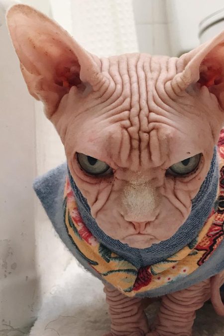 Pictures of Loki the Sphynx, the New Grumpy Cat