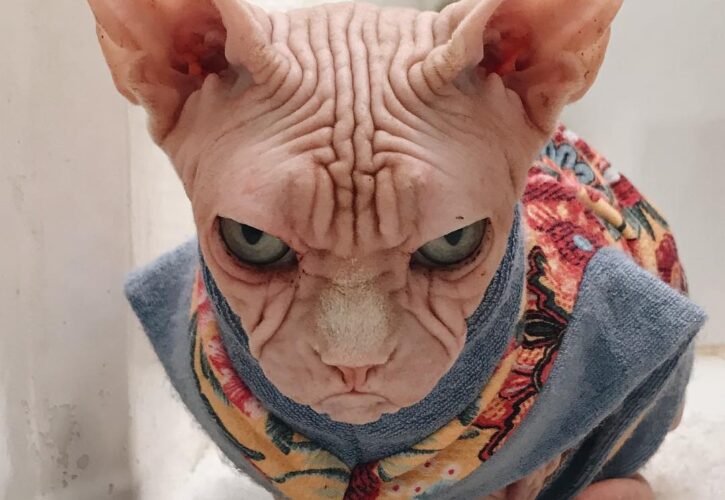 Loki the Sphinx Cat is Hella Terrifying But Actually Quite Sweet