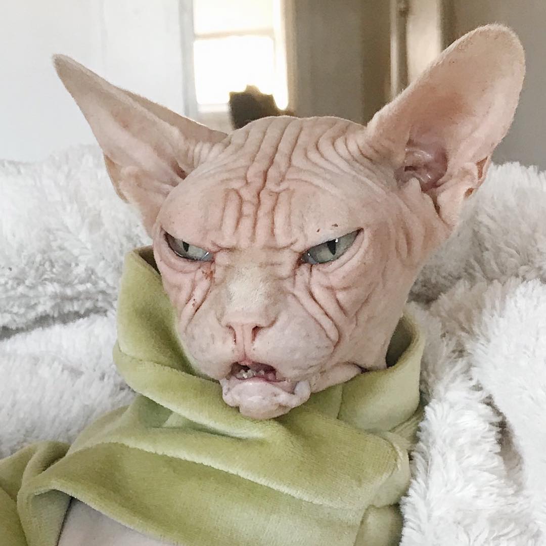 loki_the_sphynx