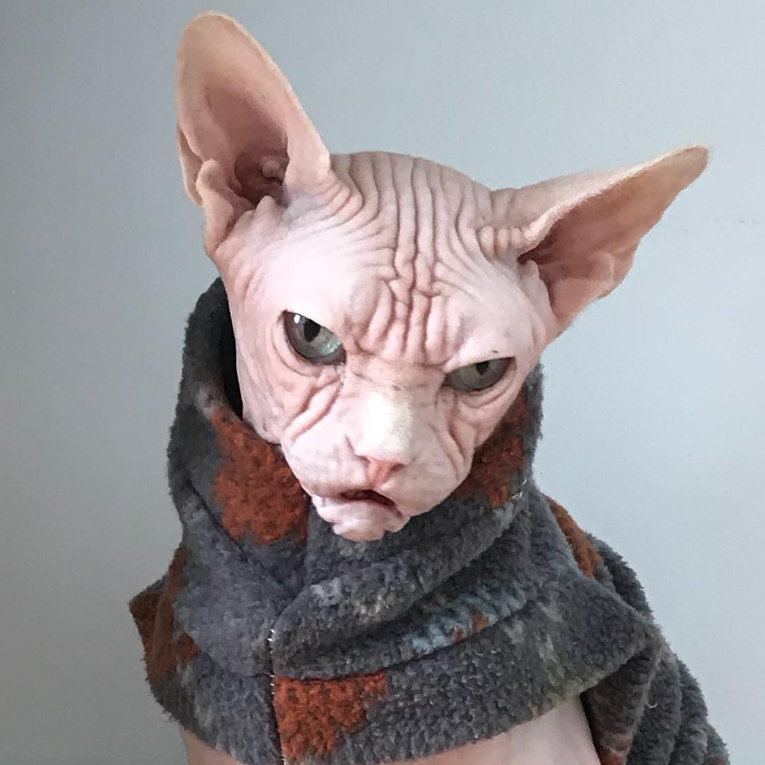 loki_the_sphynx