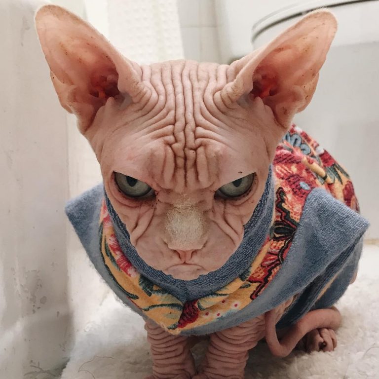 Loki the Sphinx Cat is Hella Terrifying But Actually Quite Sweet ...