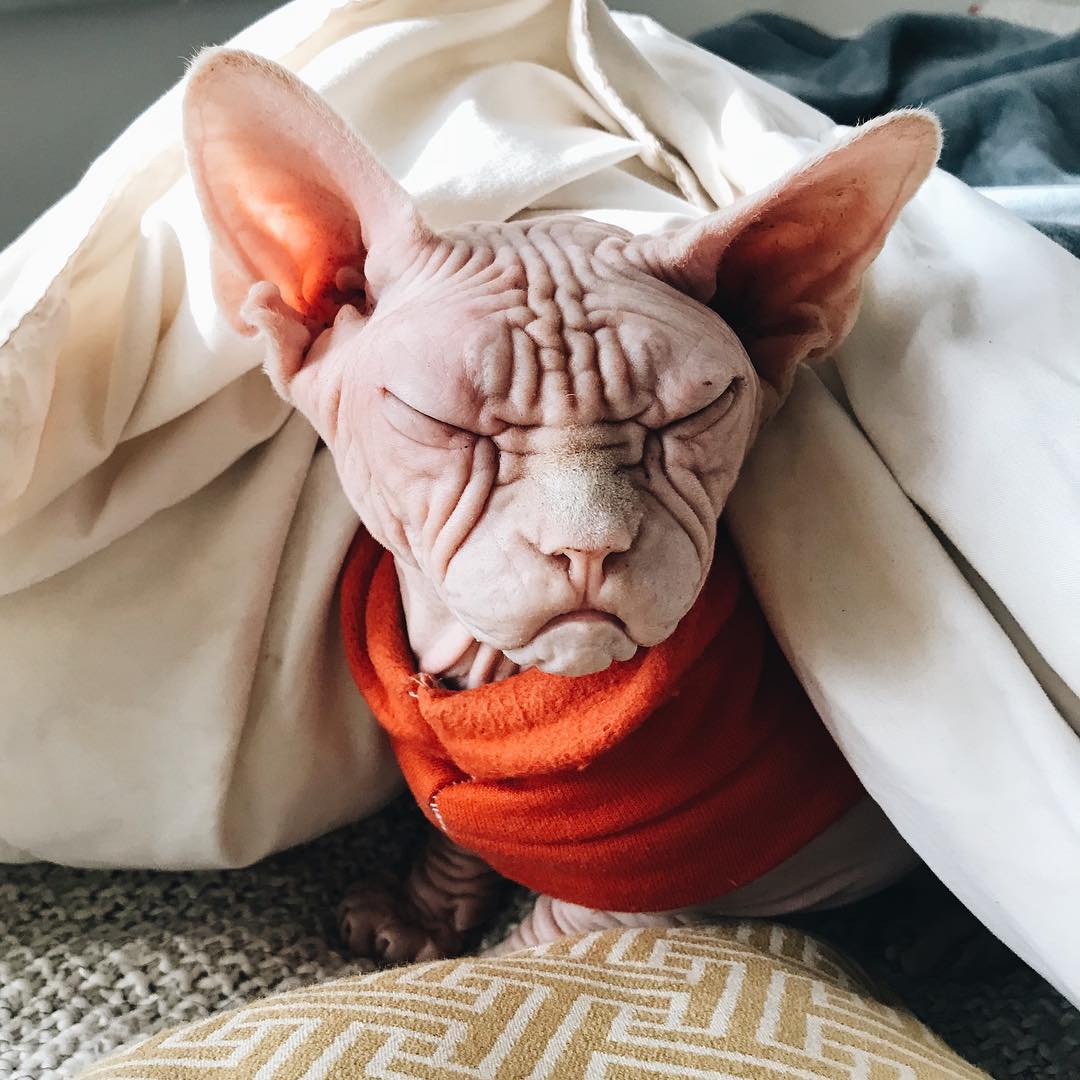 loki_the_sphynx