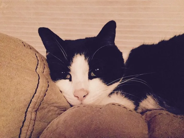 Rescue Cat Saves Family From Carbon Monoxide Poisoning Celebrity Pets