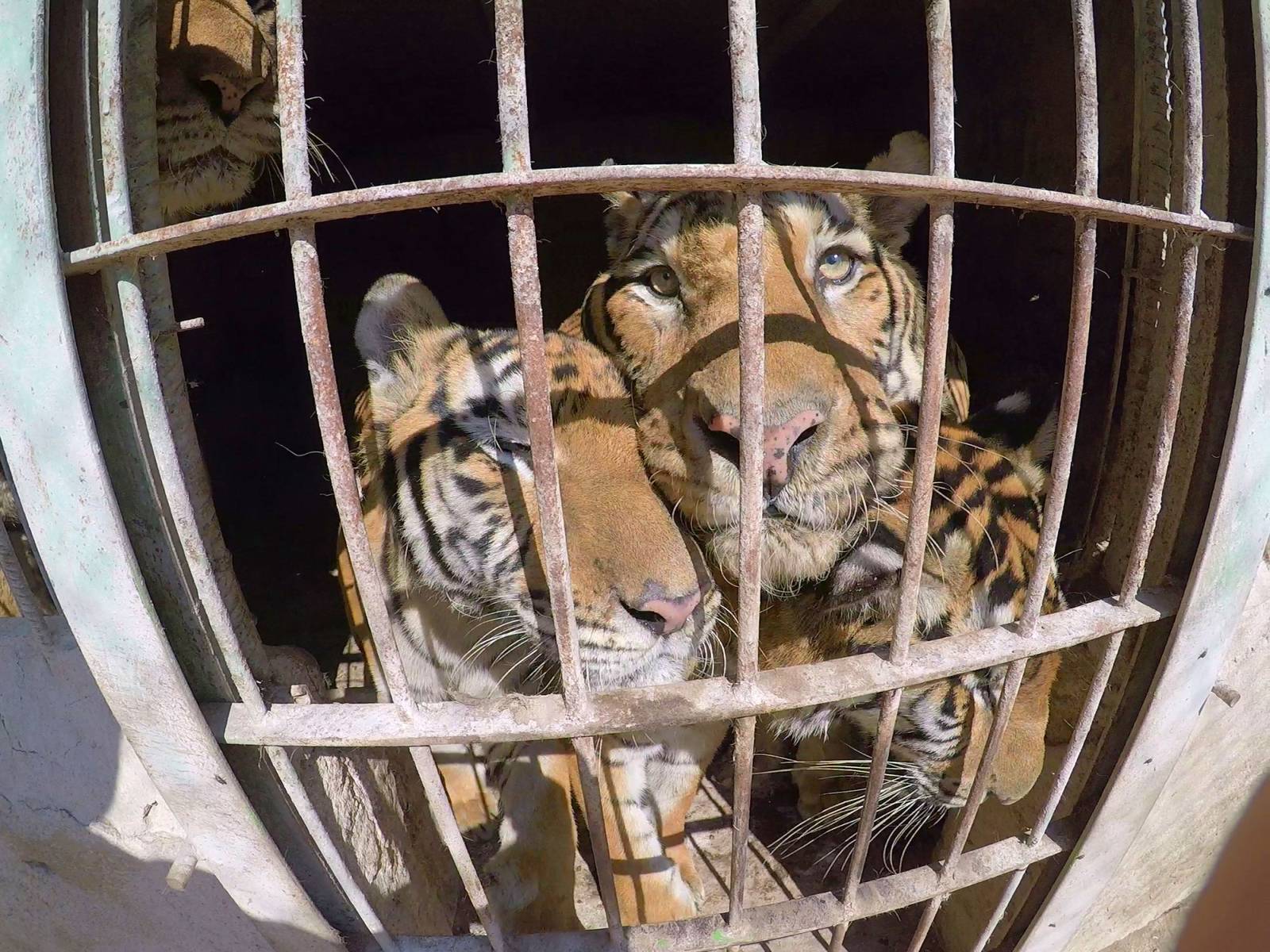 tiger circus rescue