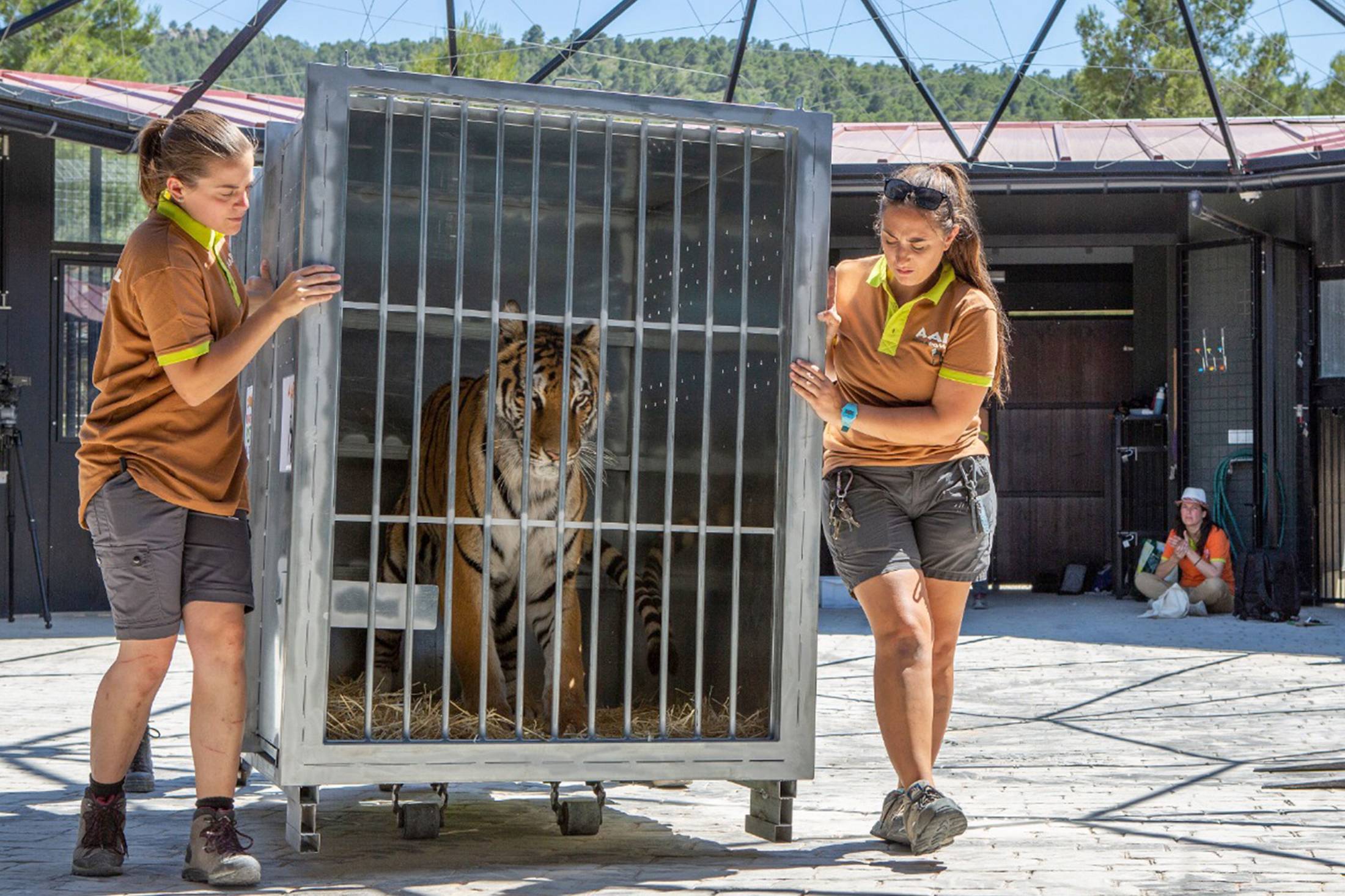 AAP Tigers rescue circus 