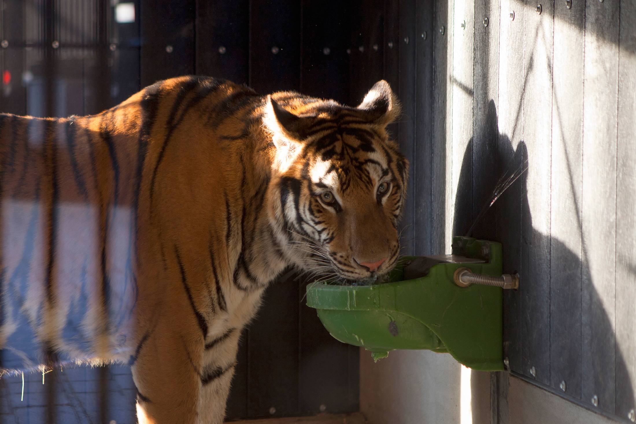 tiger rescue circus 