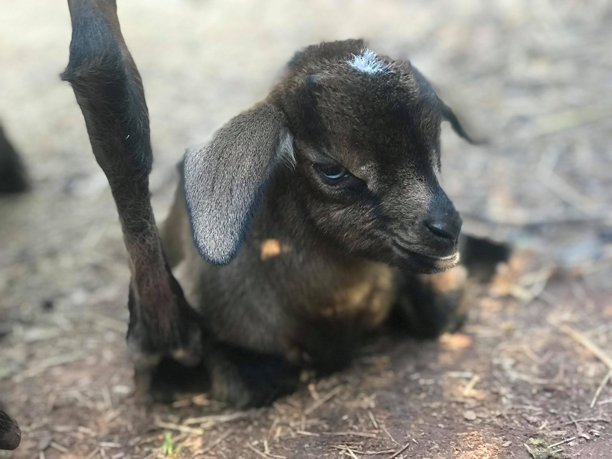 Red Wagon Goats