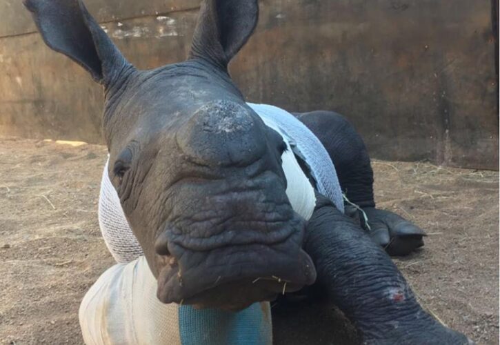 Baby Rhino Tries Bravely Tries To Save Mom From Poachers