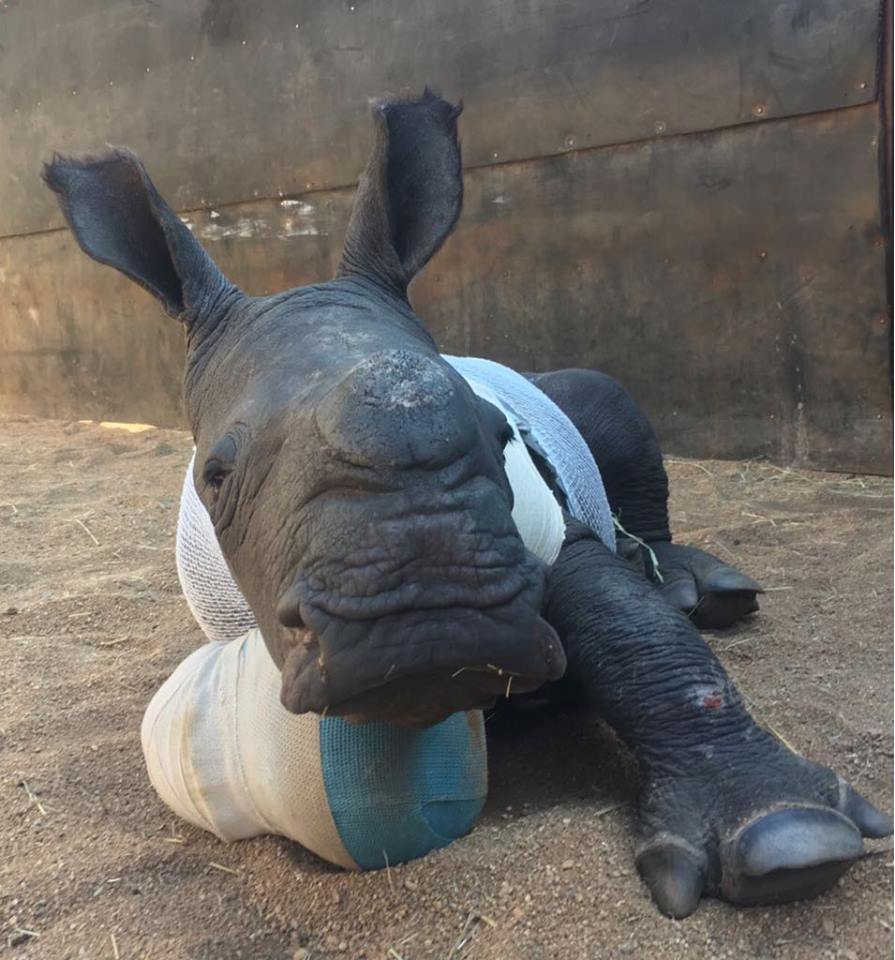 arthur baby rhino